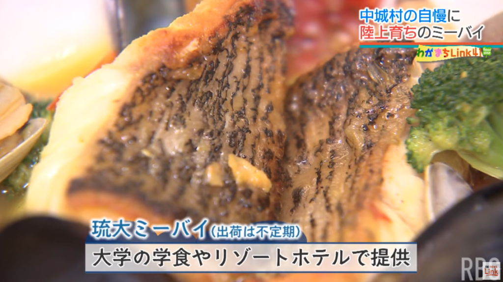 「獲るから育てる」へ　産官学が連携した高級魚の陸上養殖　“ギョギョギョ”な養殖施設に潜入